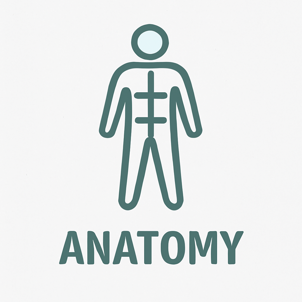 anatomy