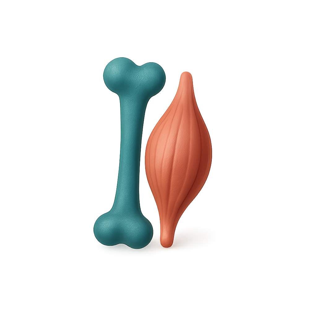 musculoskeletal system